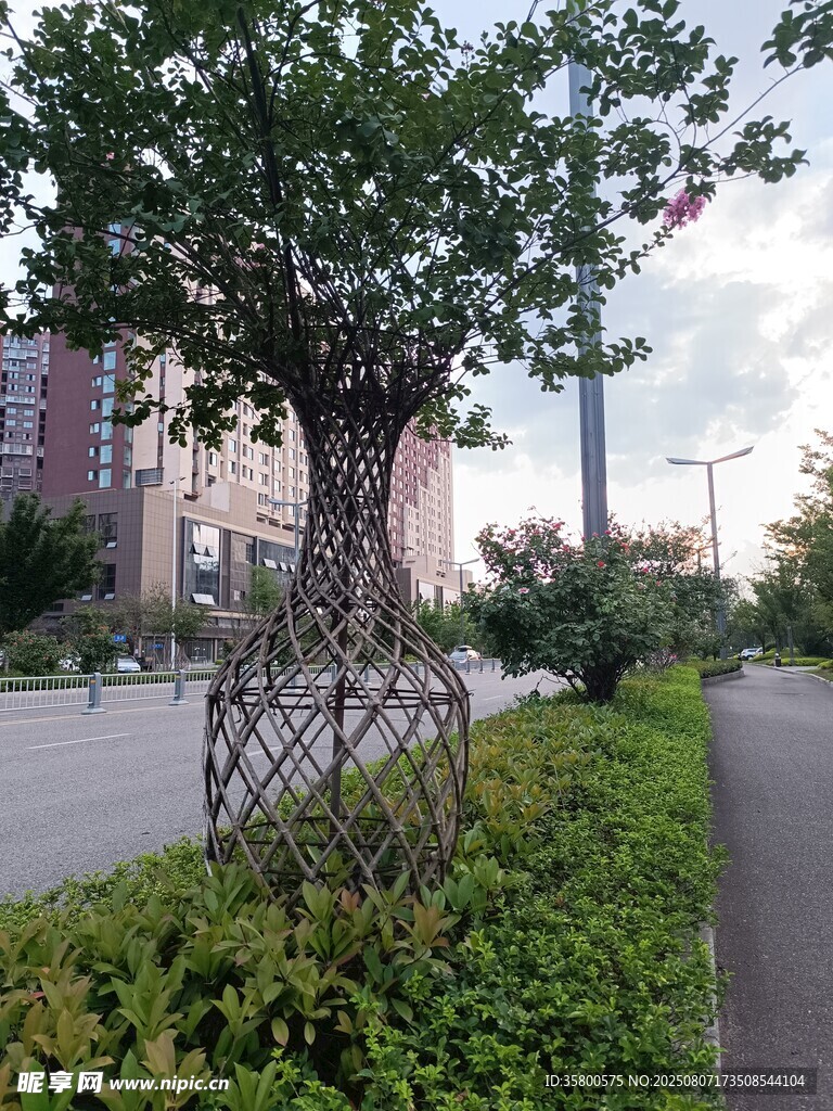 城市路边独特造型的树木