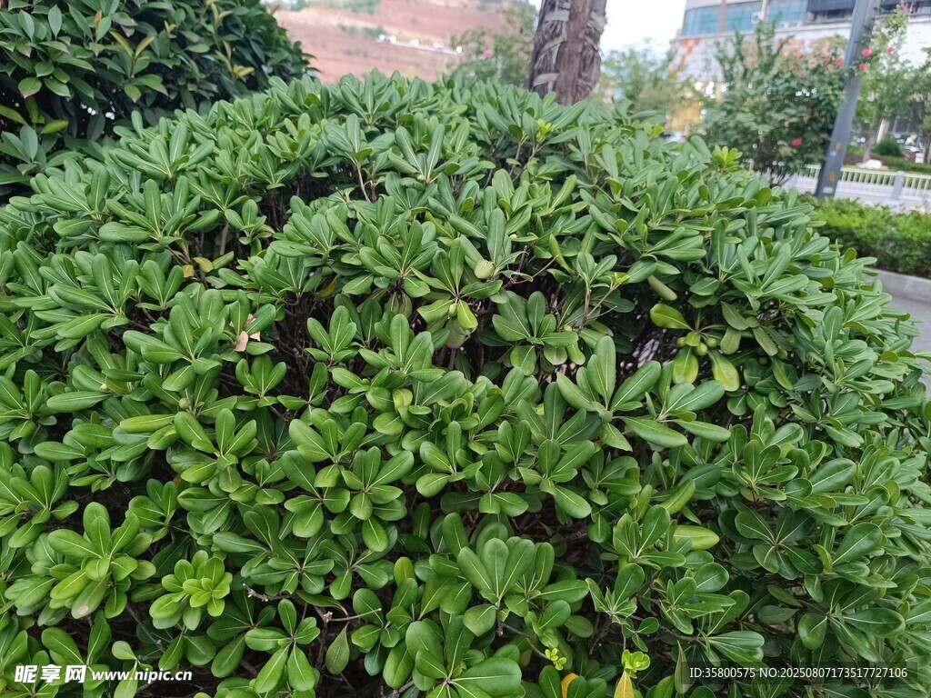 茂密绿植景观
