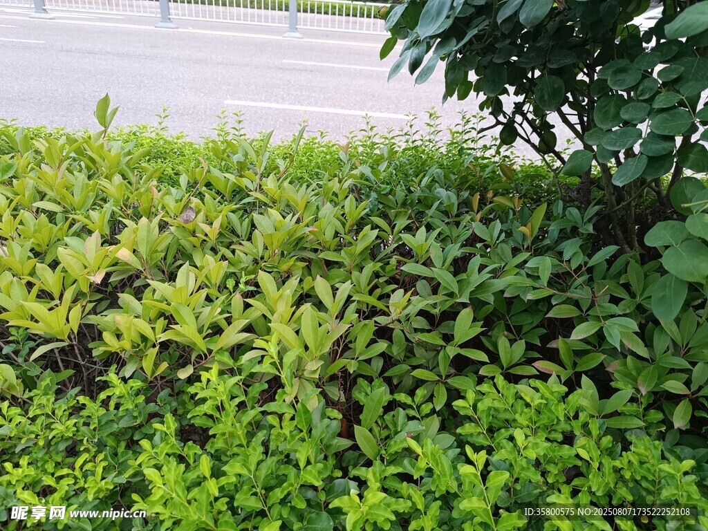 绿意盎然的路边灌木丛