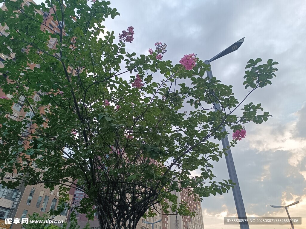 繁花满树的美丽景致