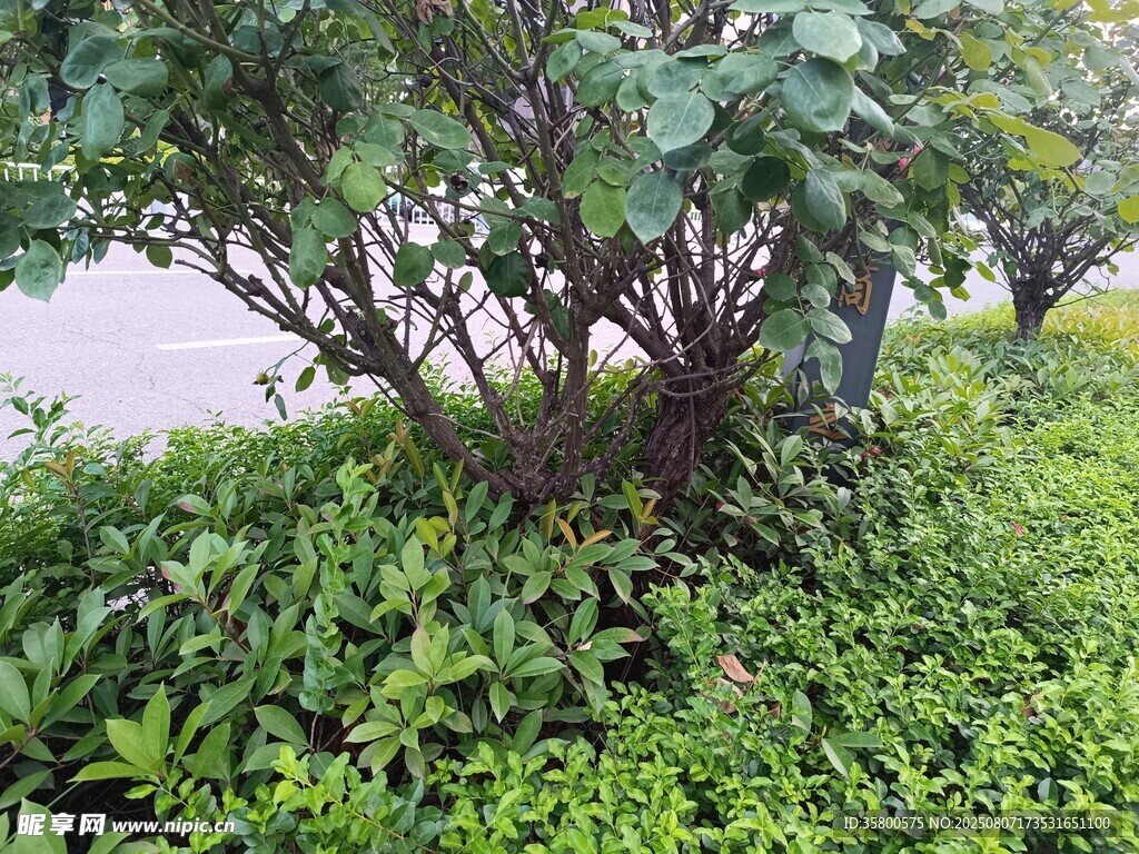 路边繁茂绿植景观