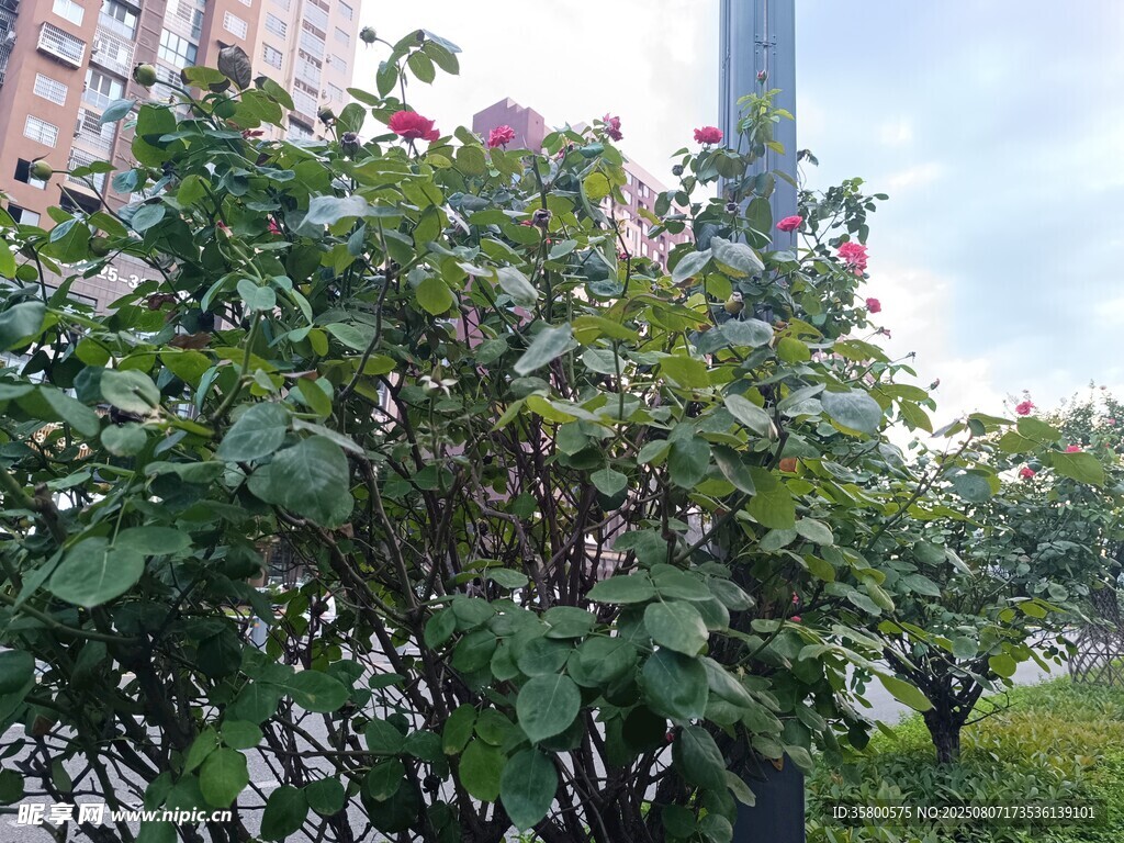 绿叶繁花的户外景致