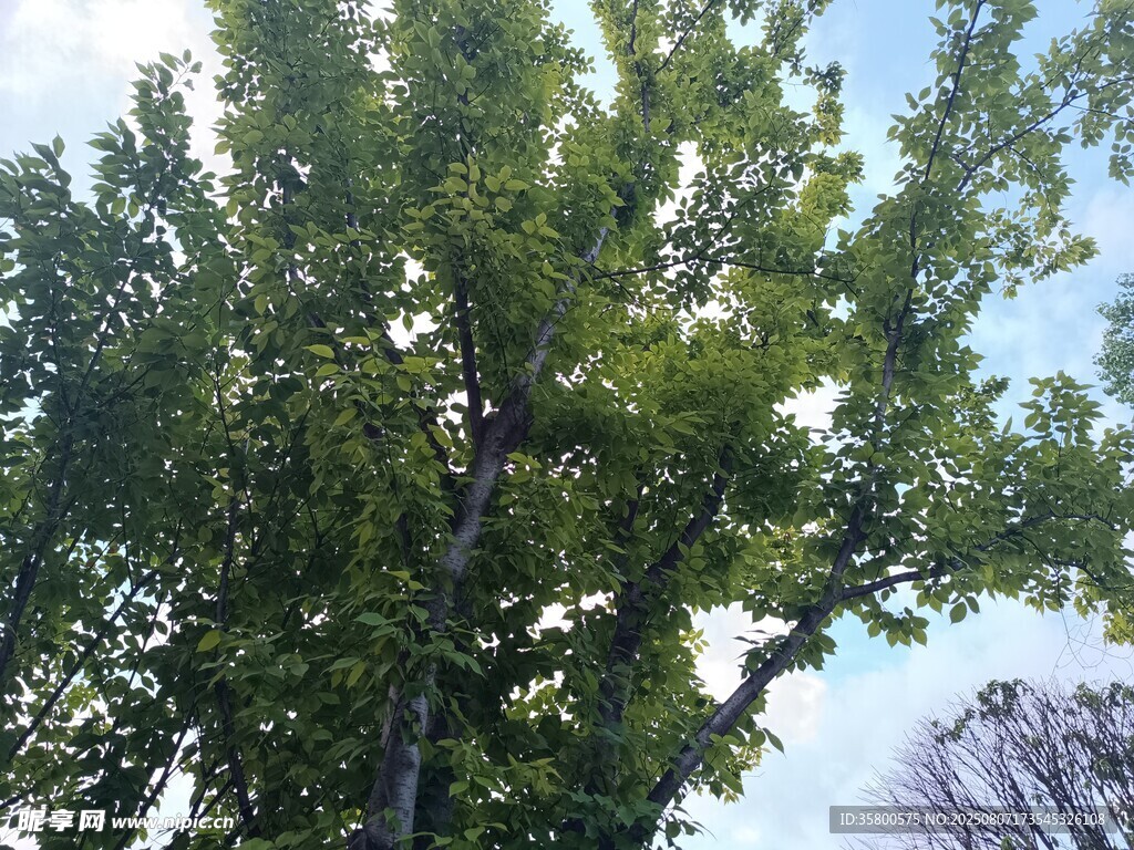 绿叶繁茂的高大树木
