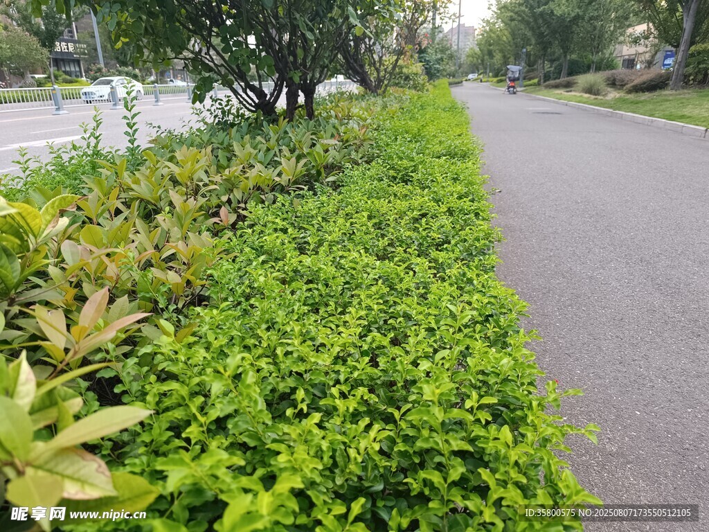 路边绿植景观