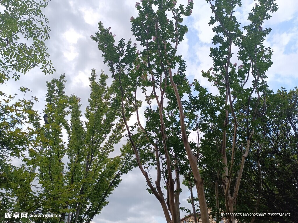 绿树蓝天自然美景