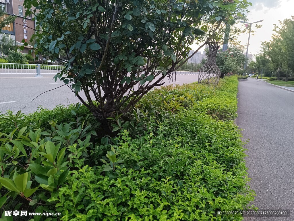 路边绿植景观
