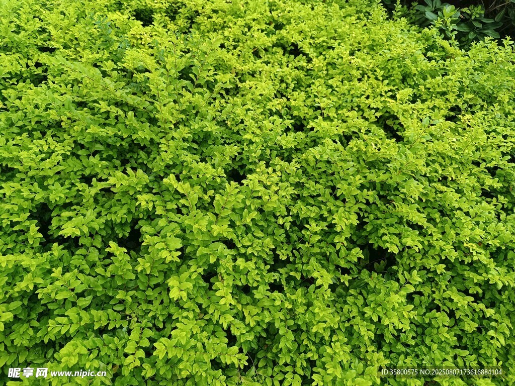 翠绿繁茂的植物景观