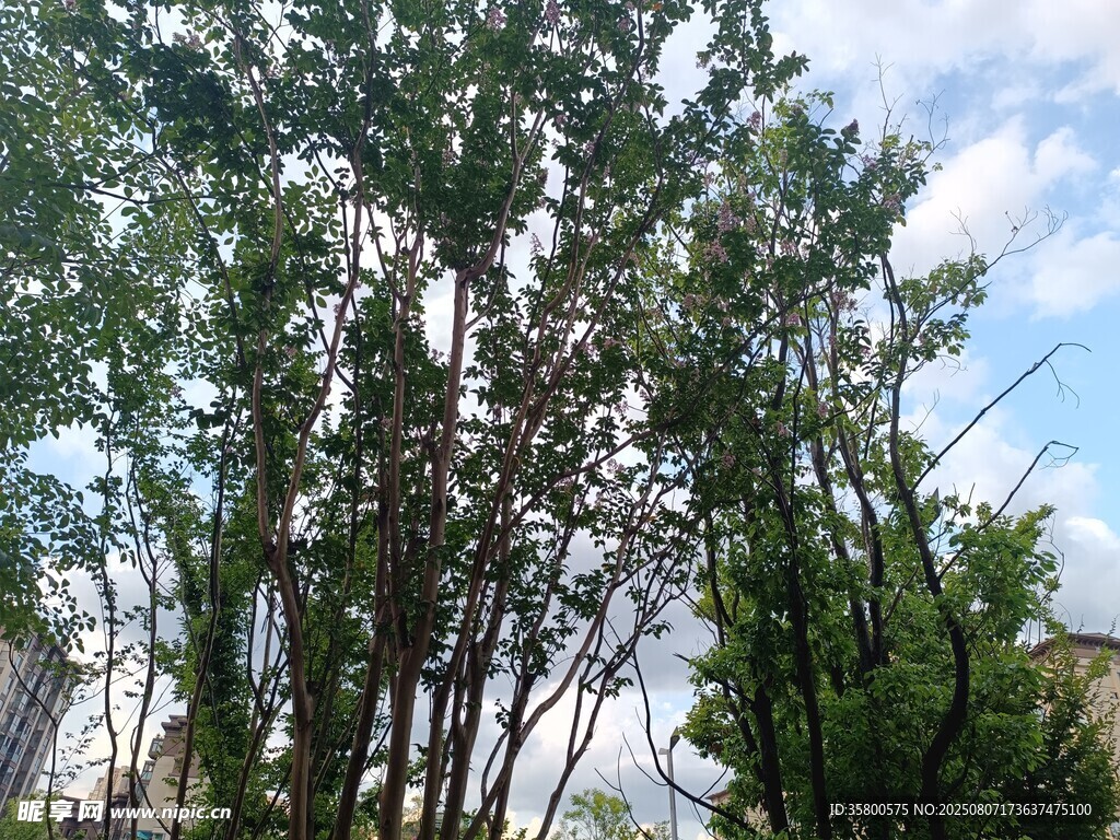 绿树蓝天自然风景图