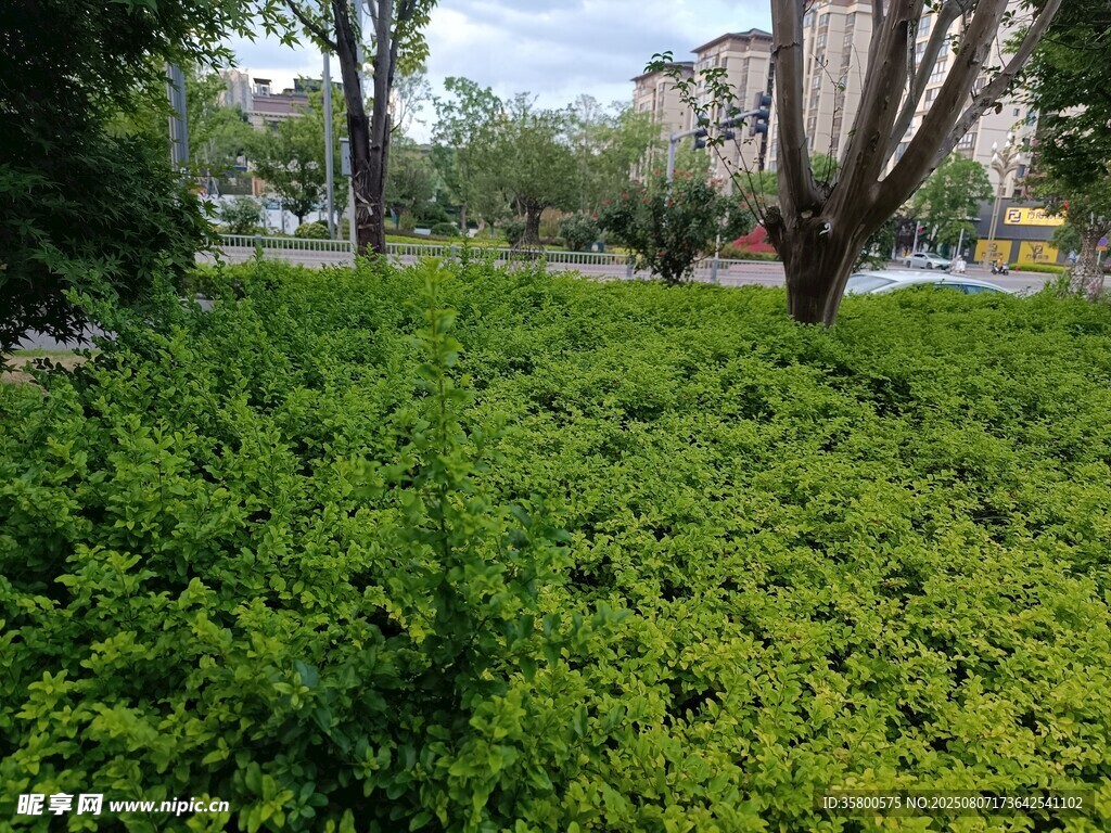 城市中的翠绿灌木丛
