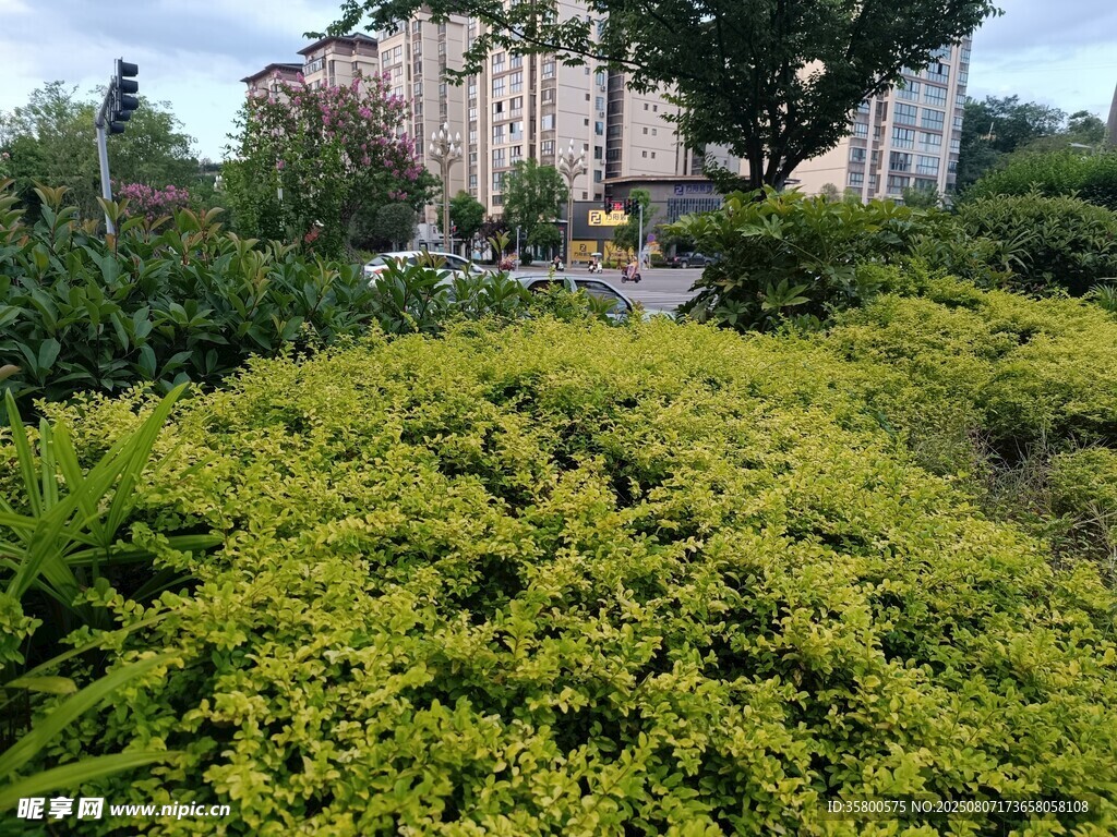 城市中的翠绿灌木景观