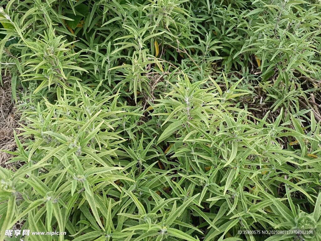 茂密绿植