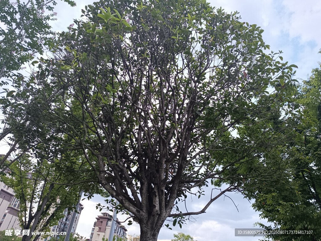 高大葱郁的树木