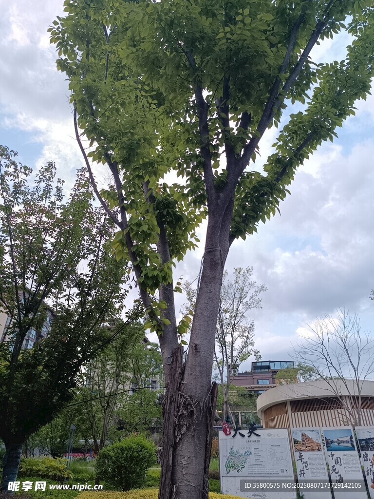 公园中高大茂盛的绿树