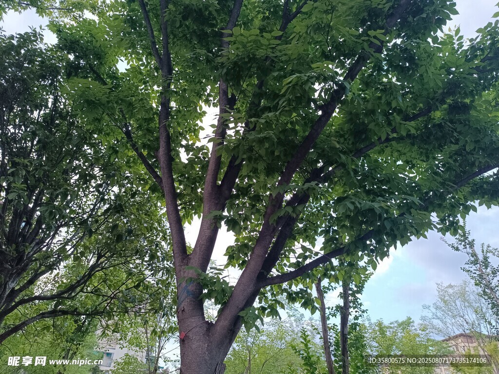 户外绿树风景