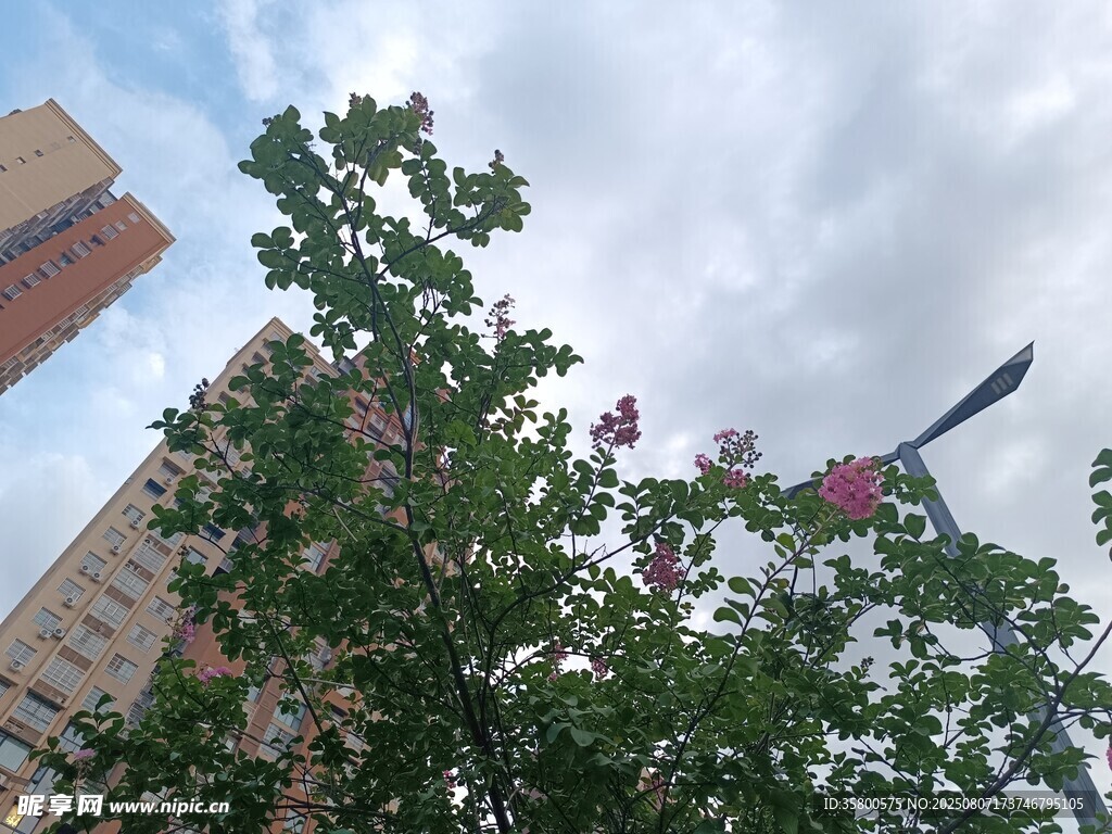 城市中繁茂绿树与建筑