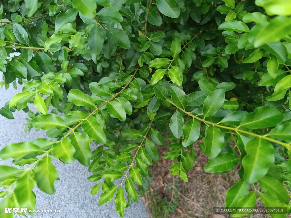 翠绿枝叶特写