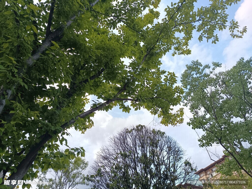 仰视繁茂绿树与蓝天