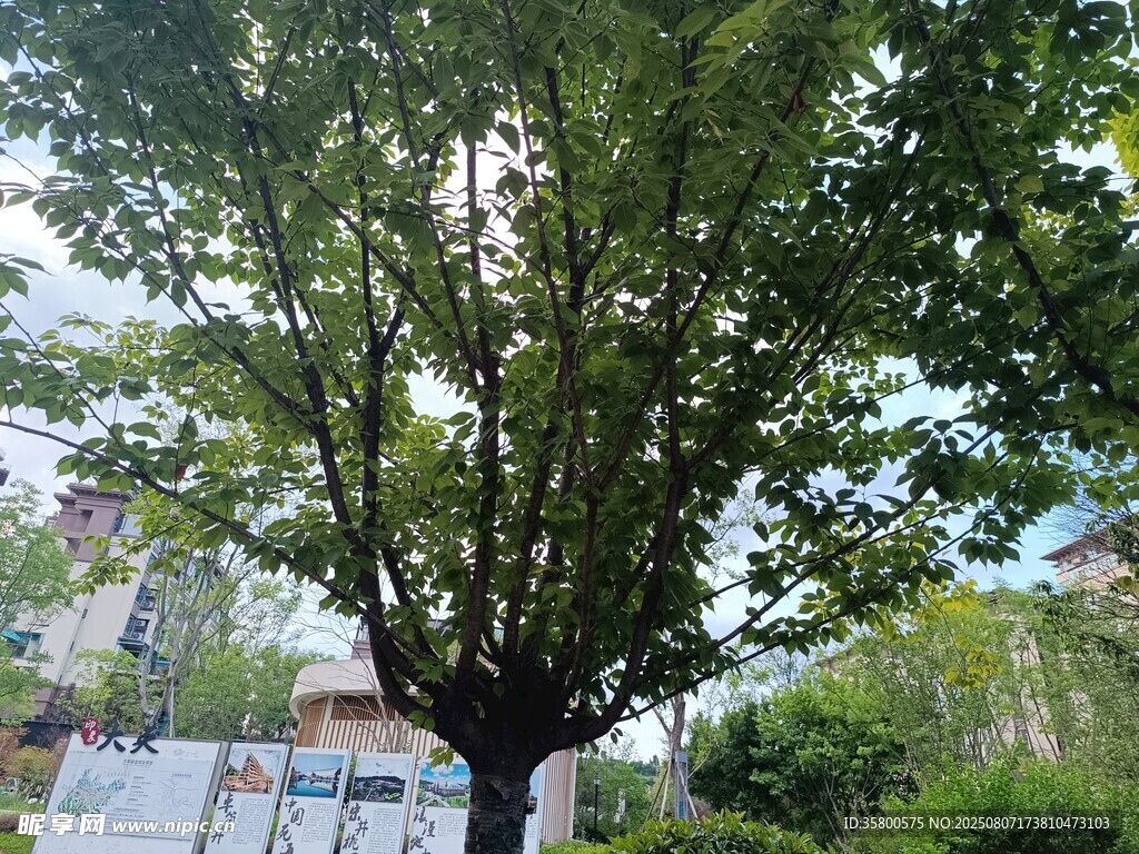 庭院中的葱郁绿树