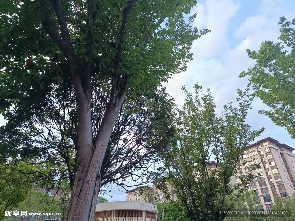 城市中的葱郁树木