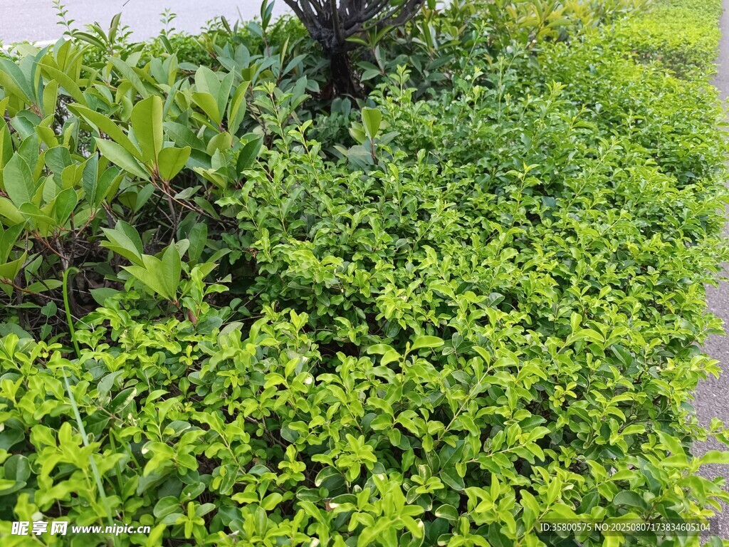 翠绿繁茂的地面绿植景观