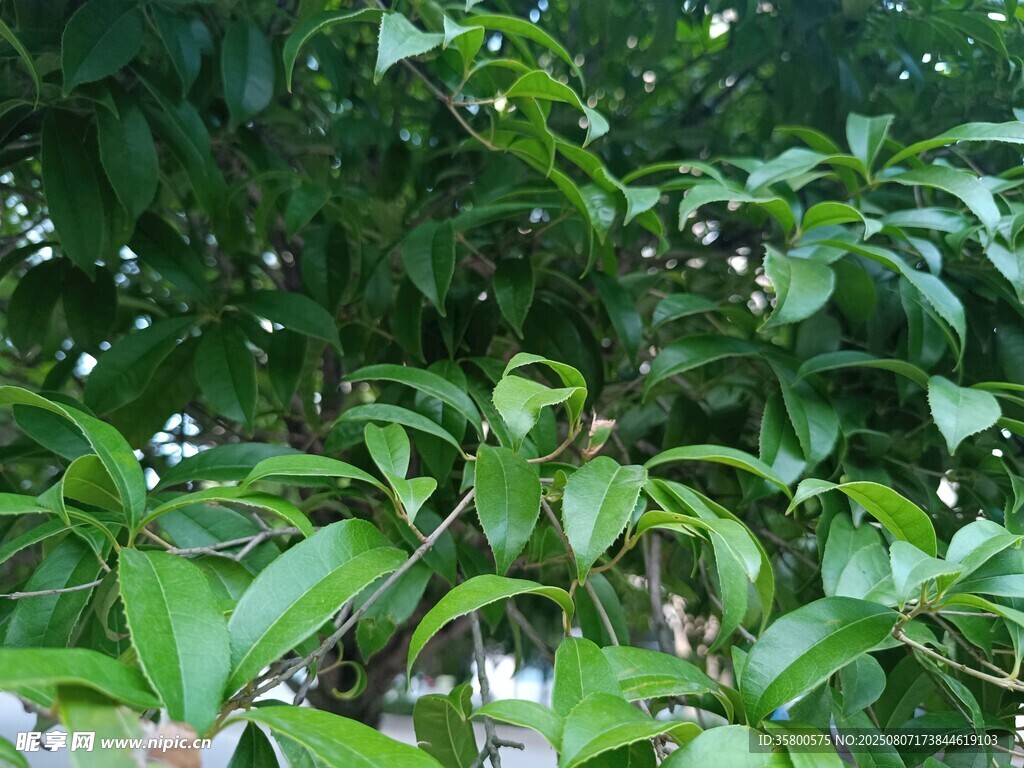 翠绿繁茂的树叶景观