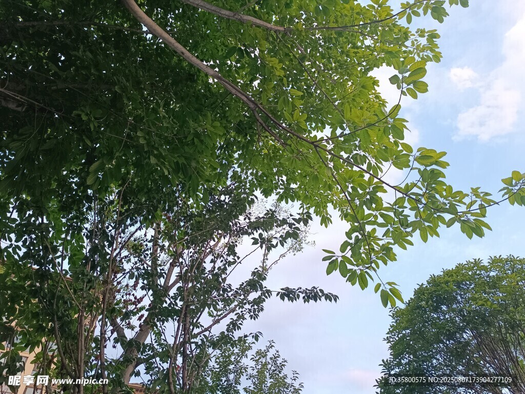 仰视葱郁树木与蓝天