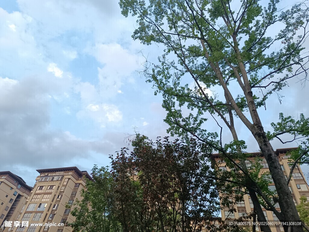 高楼旁的绿树与蓝天