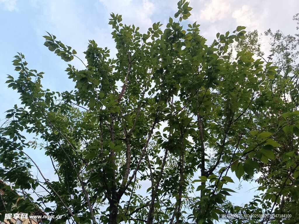枝叶繁茂的绿树
