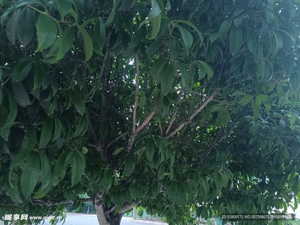 繁茂绿叶覆盖的树木