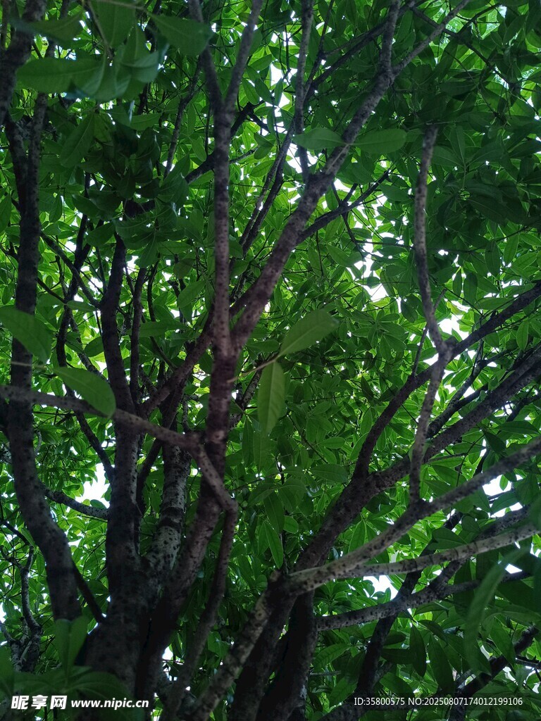 繁茂绿树