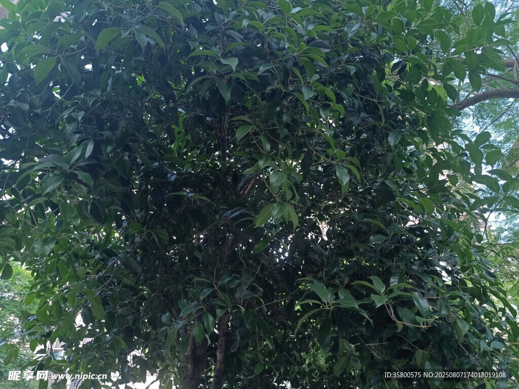茂密绿植景象