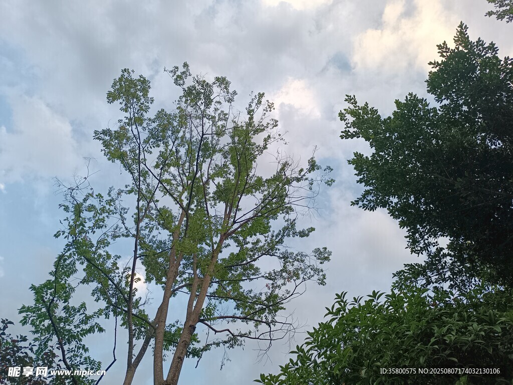 天空下的树木景观