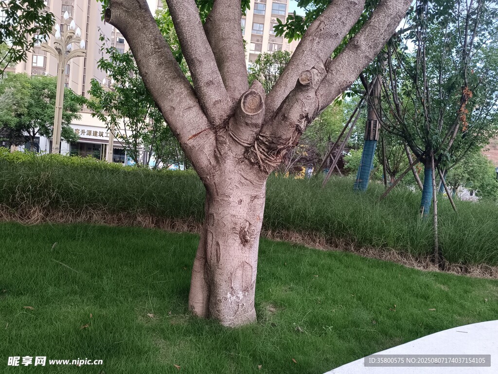 粗壮树干立于翠绿草坪