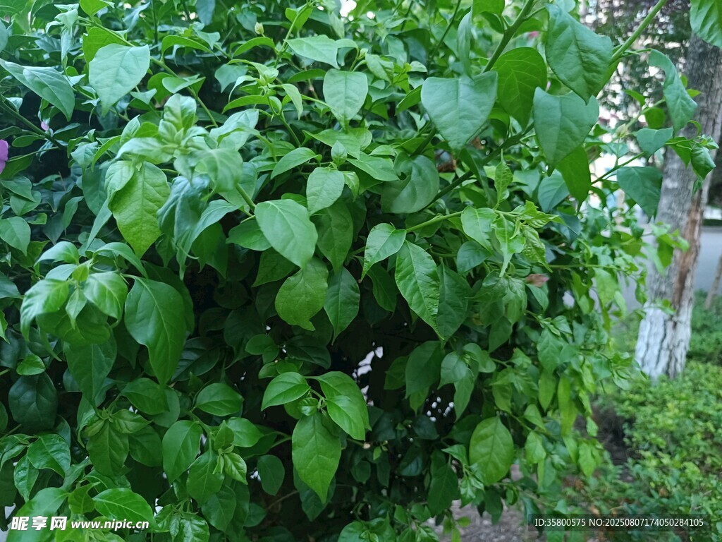 绿叶繁茂的植物景观