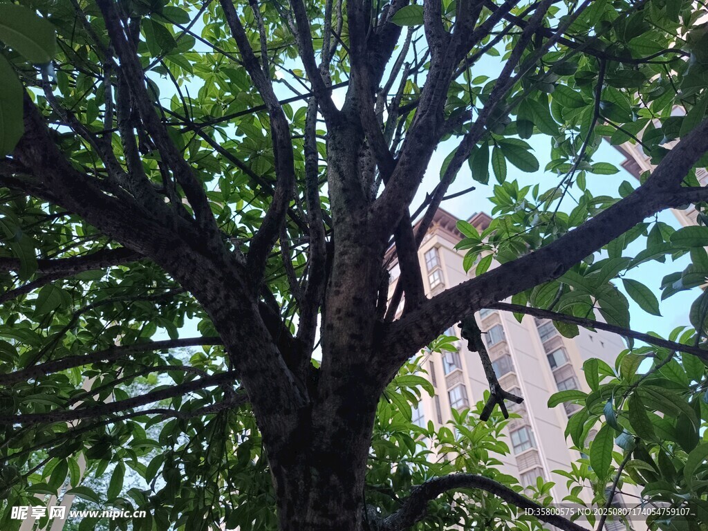 繁茂大树