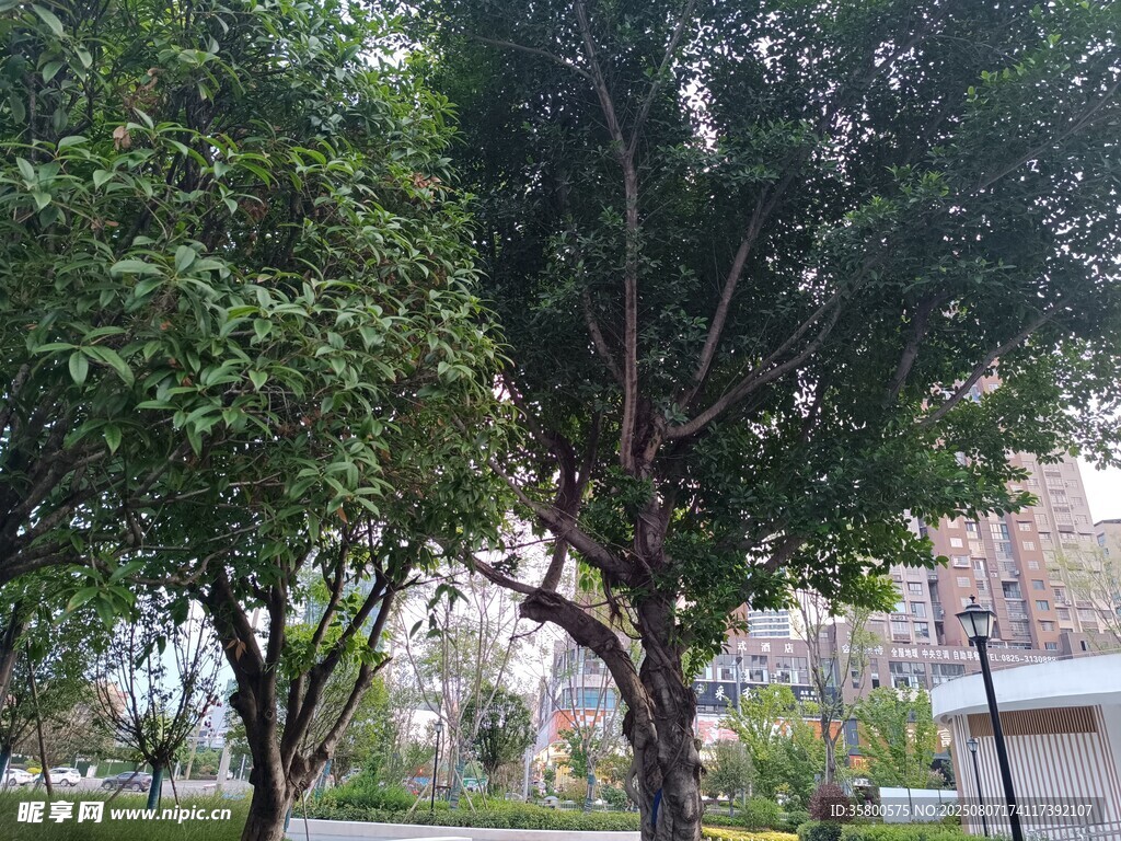 城市中葱郁的树木景观