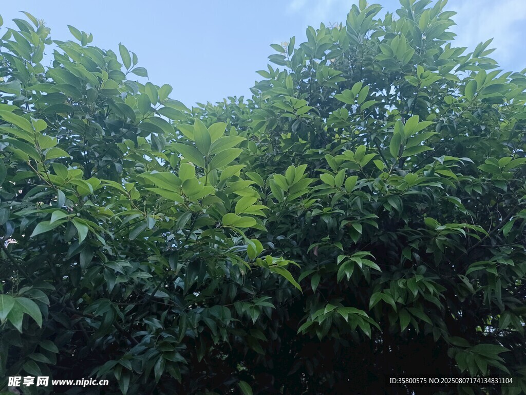茂密葱郁的绿色树林