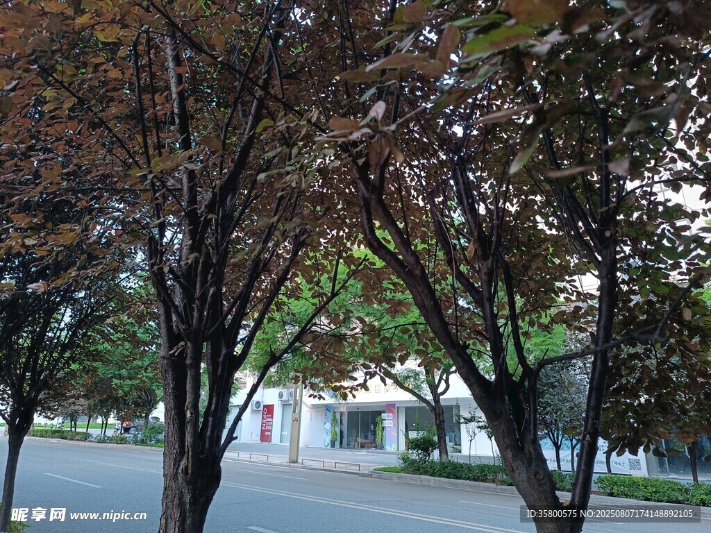 校园林荫道景色