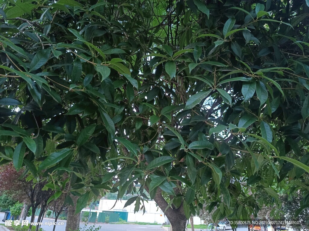 绿叶繁茂的树枝