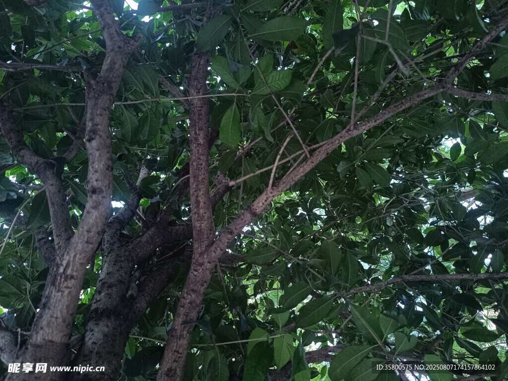 繁茂绿树