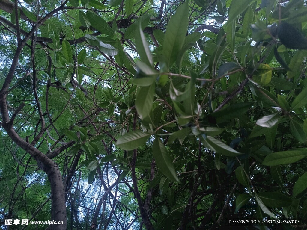 繁茂绿树间的清新景致