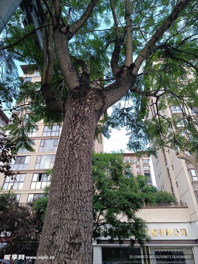 高大挺拔的街边大树