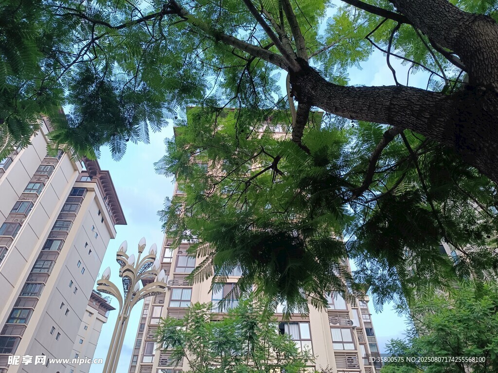 高楼间的繁茂绿树