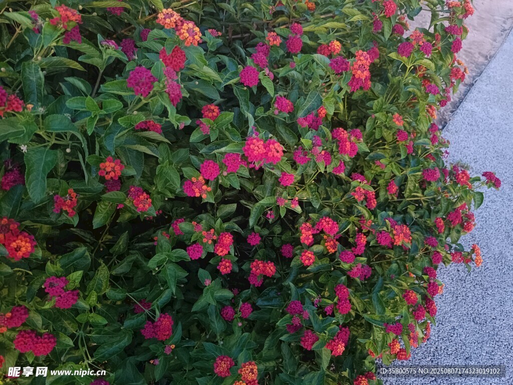 繁花簇拥的路边绿植景观