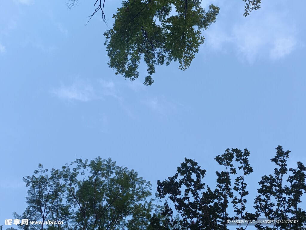 仰望蓝天绿树
