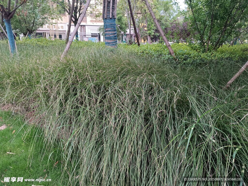 公园中茂盛的绿色草丛
