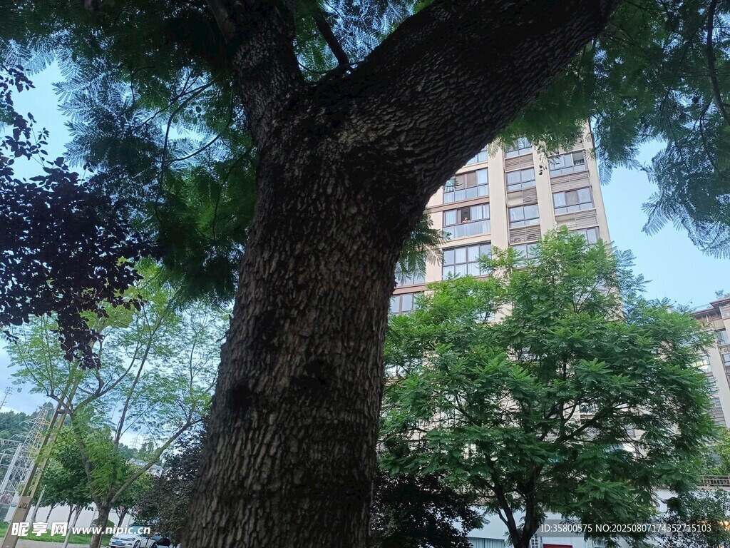城市中粗壮茂盛的大树