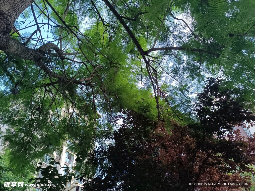 仰视茂密枝叶间的天空