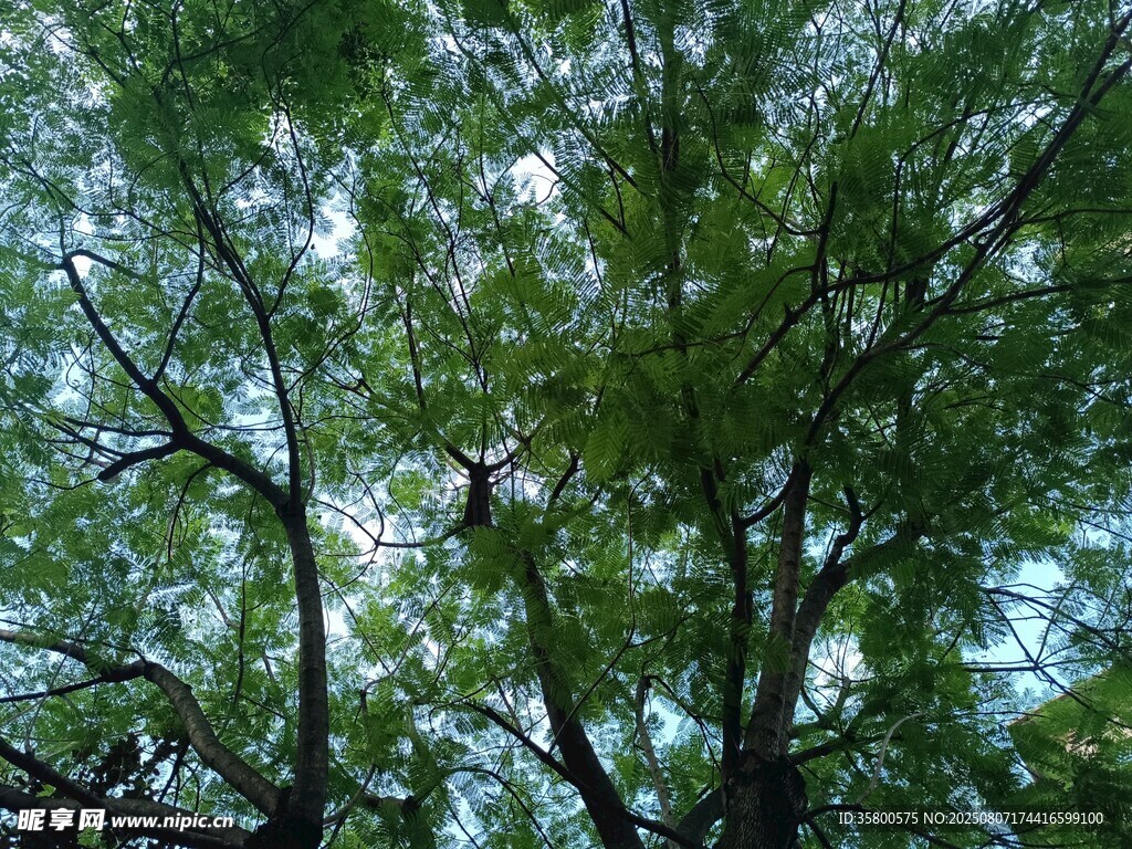 仰视茂密枝叶的翠绿树冠