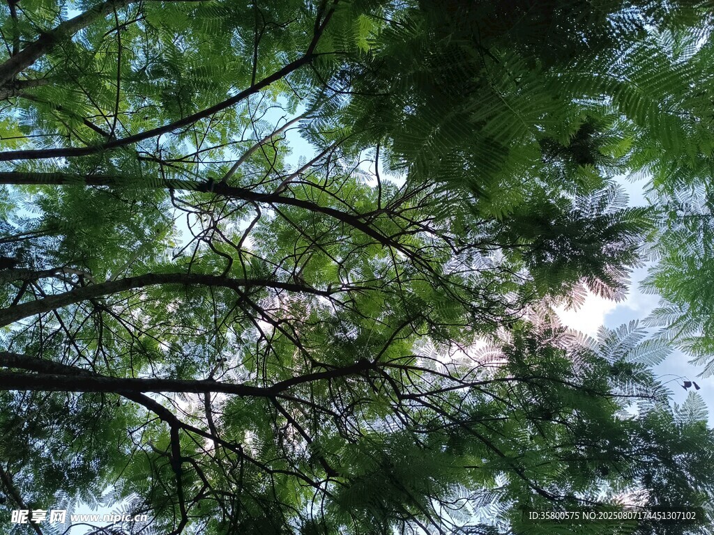 仰视繁茂枝叶间的天空